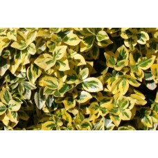 Еуонимус ( Euonymus ,,Emerald'n Gold") Еуонимус ( Euonymus ,,Emerald'n Gold")